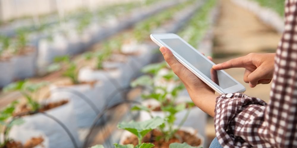 Pessoa acessando à internet por meio de um tablet em uma estufa de plantas, simbolizando a importância dos provedores locais para a universalização da internet.